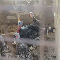 مرغ غاز بوقلمون