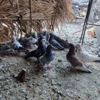 ۹ عدد کفتر کبوتر نرو ماده|پرنده|کهنوج, |دیوار