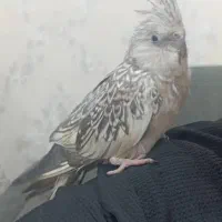 عروس هلندی آلبینو