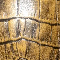 جاکارتی که حاوی مدارک گمشده