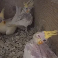 جوجه عروس هلندی