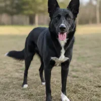 سگ پاکوتاه و نروماده|سگ|شیروان (خراسان), |دیوار