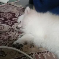 سگ پامرین خرسی ماده|سگ|قائم‌شهر, |دیوار