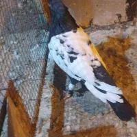 کبوتر سینه ای یا سینه سیاه|پرنده|شیراز, حومه شیراز|دیوار