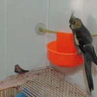 عروس هلندی فنچ