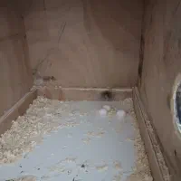 جفت عروس لوتینو و البینو|پرنده|رامشیر, |دیوار