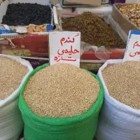 گندم حلیمی سفید
