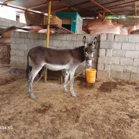 نره خر نوپالان