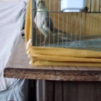 جوجه عروس هلندی نر 2ماهه دستی ودونخور|پرنده|اصفهان, عطار نیشابوری|دیوار