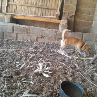 فروش ویامعاوضه سگ پاپی