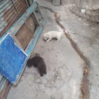 توله سگ اشپیزتو