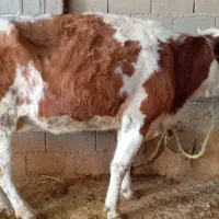 دوتا گاو سمینتال شیری|حیوانات مزرعه|اهواز, شهرک نفت|دیوار