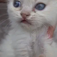 بچه گربه های ناز