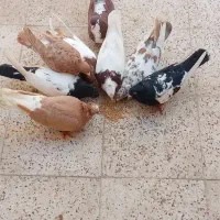 کفتر رنگه وپرشی