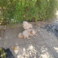 واگذاری  سگ