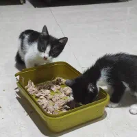 واگذاری رایگان|گربه|نشتارود, |دیوار