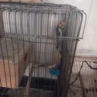 فروش ۳عدد عروس هلندی|پرنده|چاف و چمخاله, |دیوار