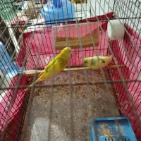 جفت مرغ عشق مولد|پرنده|بندرعباس, |دیوار