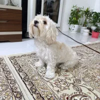 سگ نژاد شیتزو