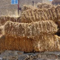 کاه گندم|لوازم جانبی حیوانات|همدان, |دیوار