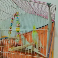 عروس هلندی آلبینو|پرنده|سیرجان, |دیوار