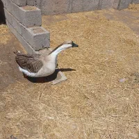 قو غاز