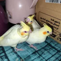 جوجه عروس هلندی