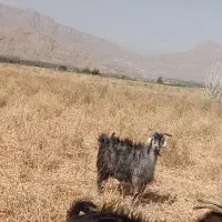 بز وکهره