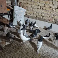 کفتر