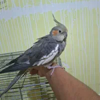 عروس هلندی نر به شرط کاملا دستی ، با قفس