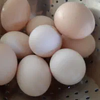 تخم مرغ بومی