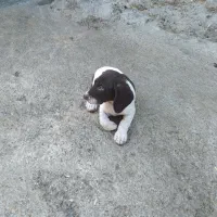 فروش توله پوینتر آلمان ۷۰روز انگل تراپی شده|سگ|عباس‌آباد, |دیوار