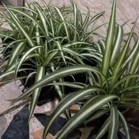 گل گندمی|گل و گیاه طبیعی|رشت, دروازه لاکان|دیوار