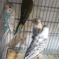 مرغ عشق و عروس هلندی|پرنده|مرودشت, ابوذر شمالی‎|دیوار