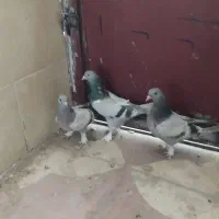 کفتر سبز سوسنی بازیکن