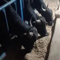 گوساله نر پرواری درجه یک سالم|حیوانات مزرعه|الیگودرز, |دیوار