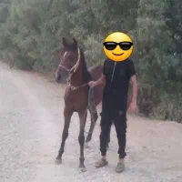نریان خالص یرانی
