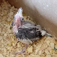 جوجه عروس ابلغ البینو