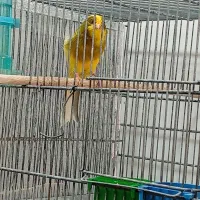 قناری رسمی بلند سوپری حمال