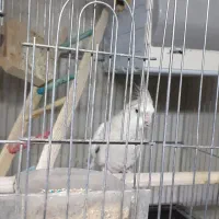 عروس هلندی جفت مولد