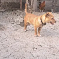پاکوتاه ماده