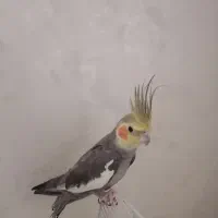 فروش عروس هلندی نر سینامون ۱.۵ ساله