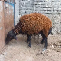 قوچ بزری