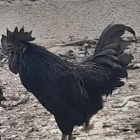 تخم نطفه دار ایام سمانی