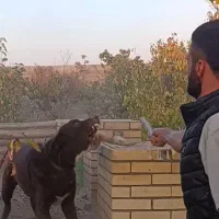 واگذاری نر۷ماهه قدریجونی|سگ|ری, علایین|دیوار