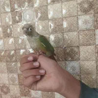 جوجه گرینچیک|پرنده|شاهرود, |دیوار