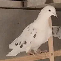 کبوتر|پرنده|تهران, فلسطین (میدان انقلاب)|دیوار