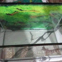 آکواریوم|ماهی|خوی, |دیوار