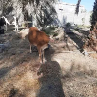 گاو جرسی آبستن ۵ ماهه به همراه گوساله ماده|حیوانات مزرعه|میناب, |دیوار