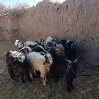 بزغاله|حیوانات مزرعه|نیمبلوک, |دیوار